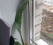 Лесной кактус эпифиллум цветущий ароматный