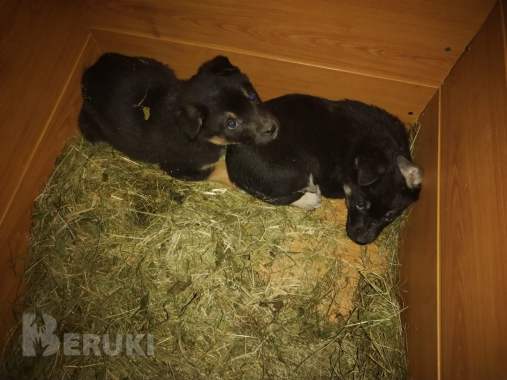 Щенки и собачки в дар 0