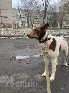 Щенки и собачки в дар 2