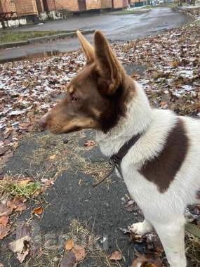 Щенки и собачки в дар 1