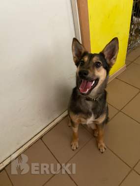 Щенки и собачки в дар 2