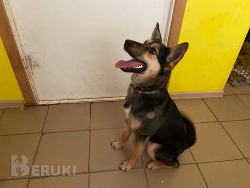 Щенки и собачки в дар 3