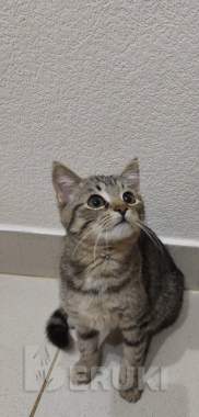 Котенок в дар 0