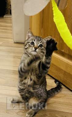 Котенок в дар 1