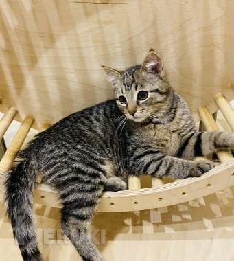 Котенок в дар 2