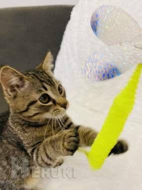 Котенок в дар 3