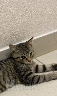 Котенок в дар 4