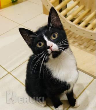 Кошечка в дар 0