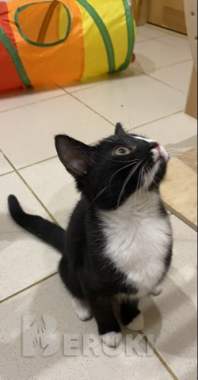 Кошечка в дар 1