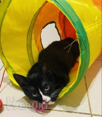 Кошечка в дар 2