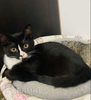 Кошечка в дар 3