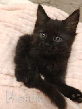 Продаёться 2 кошки метисы мейкунауна. 0