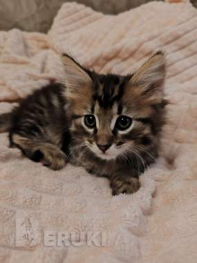 Продаёться 2 кошки метисы мейкунауна. 1