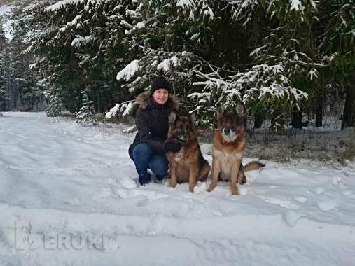 Бытовая дрессировка собак