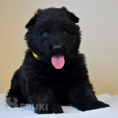 Щенки немецкой длинношерстной овчарки 1