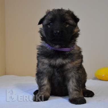 Щенки немецкой длинношерстной овчарки 2