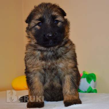 Щенки немецкой длинношерстной овчарки 3