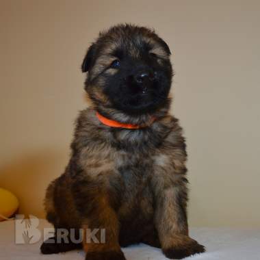 Щенки немецкой длинношерстной овчарки 4