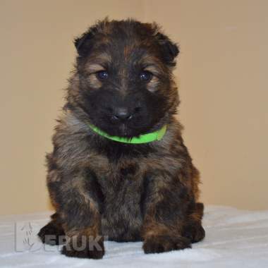 Щенки немецкой длинношерстной овчарки 5