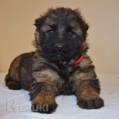 Щенки немецкой длинношерстной овчарки 6