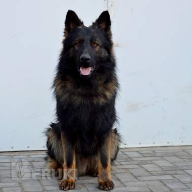 Щенки немецкой длинношерстной овчарки 9