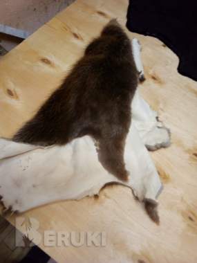 Выделка меха бобра, лисы, енота, выдры. Стрижка 0