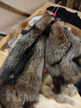 Выделка меха бобра, лисы, енота, выдры. Стрижка 1