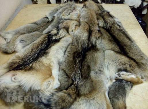 Выделка меха бобра, лисы, енота, выдры. Стрижка 4