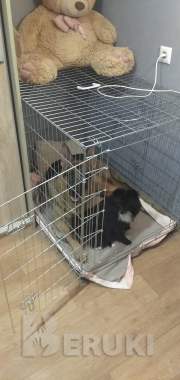 Продам клетку 1