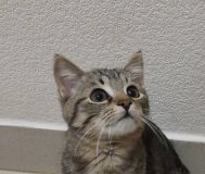Котенок в дар