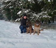 Бытовая дрессировка собак
