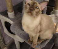 Котята бурма европейская