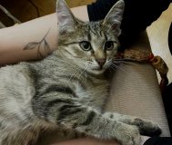 Котенок тишка ищет дом