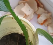 Лесной кактус эпифиллум цветущий ароматный