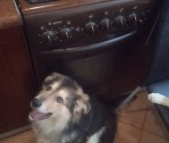 Собака