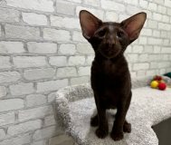Ориентальные котята