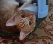 Котенок, мальчик 4 мес, преданный и добрый как собака