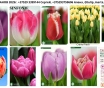 Тюльпаны оптом
