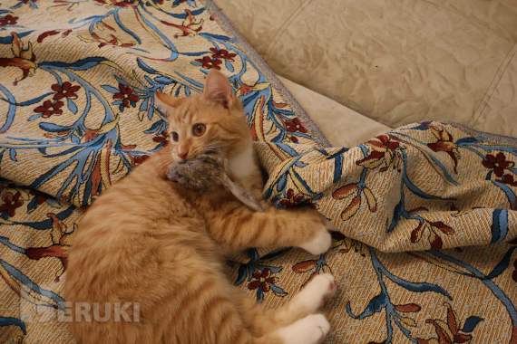Котенок, мальчик 4 мес, преданный и добрый как собака 2