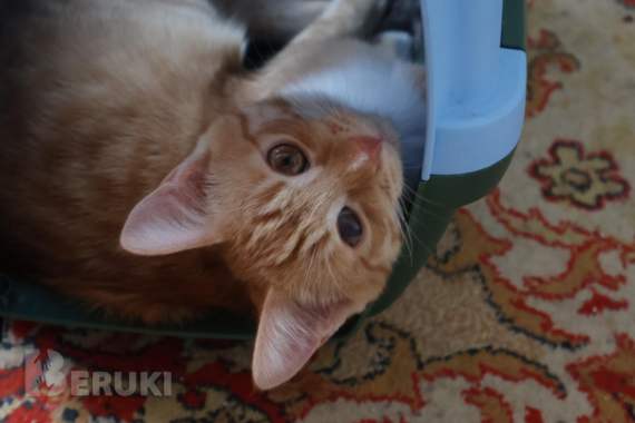 Котенок, мальчик 4 мес, преданный и добрый как собака 3