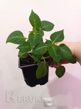 Рассада бальзаминов розовый 0