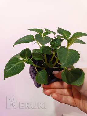 Рассада бальзаминов розовый 1