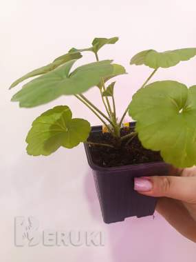 Пеларгонии сорт apache