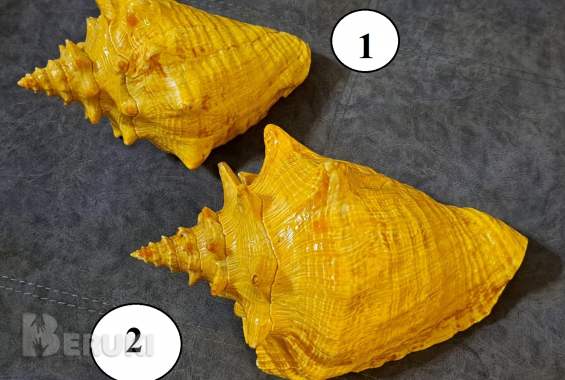 Ракушка большая, привезена с кубы с мексиканского залива (атлантический океан) 0