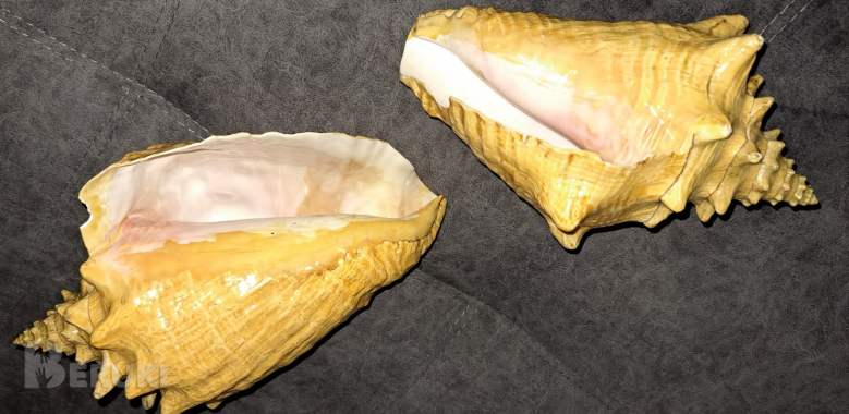 Ракушка большая, привезена с кубы с мексиканского залива (атлантический океан) 2