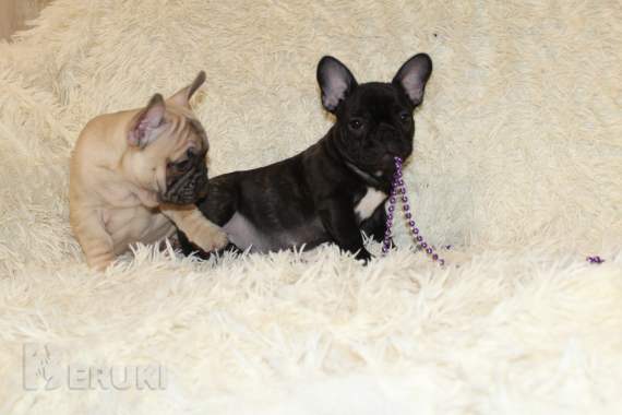 Щенки французского бульдога 0