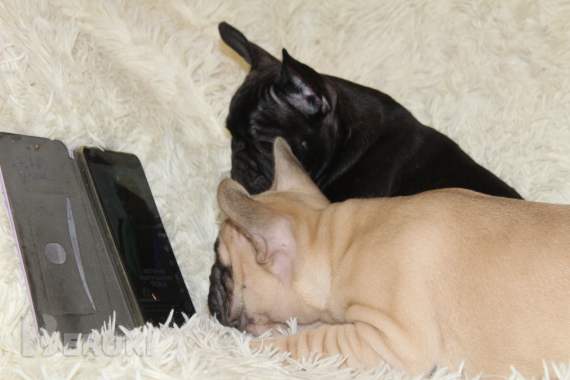 Щенки французского бульдога 1