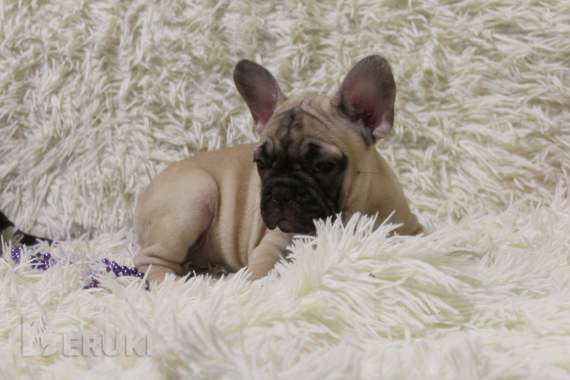 Щенки французского бульдога 2