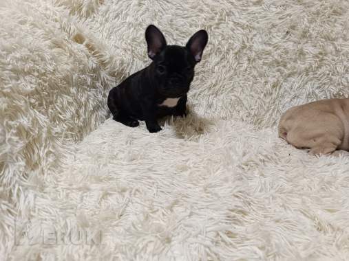 Щенки французского бульдога 3