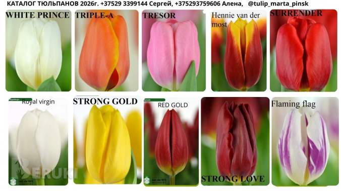 Тюльпаны оптом 0